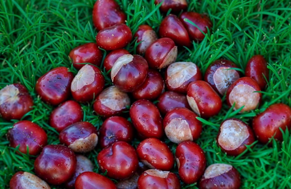 Sagra della castagna rossa del cicolano
