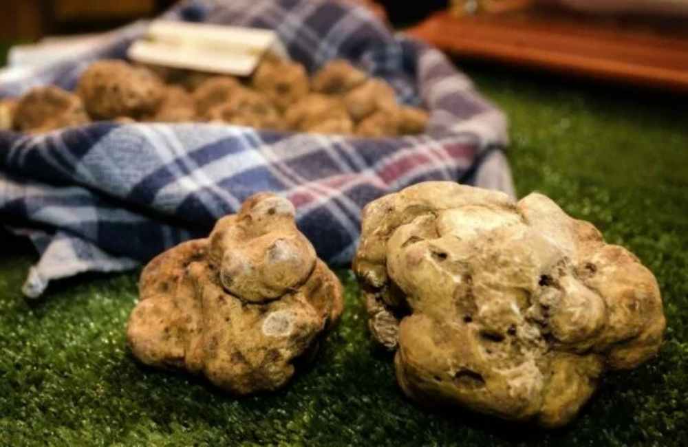 Fiera nazionale del tartufo Trifola D’or