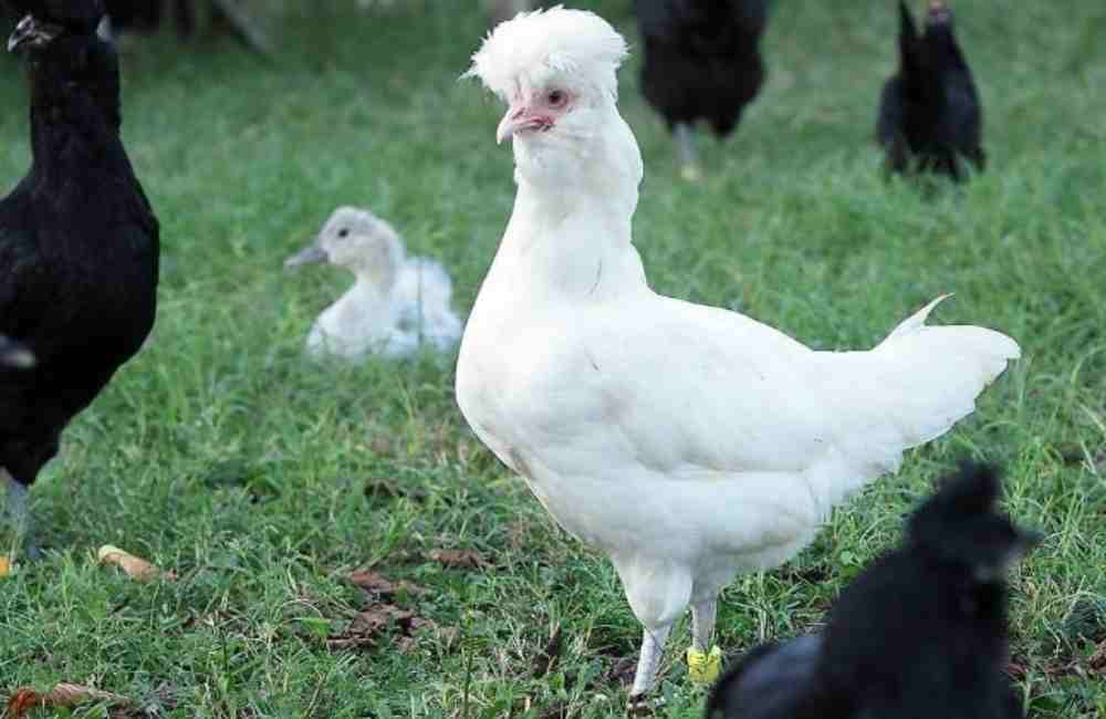 Fiera della gallina di Polverara