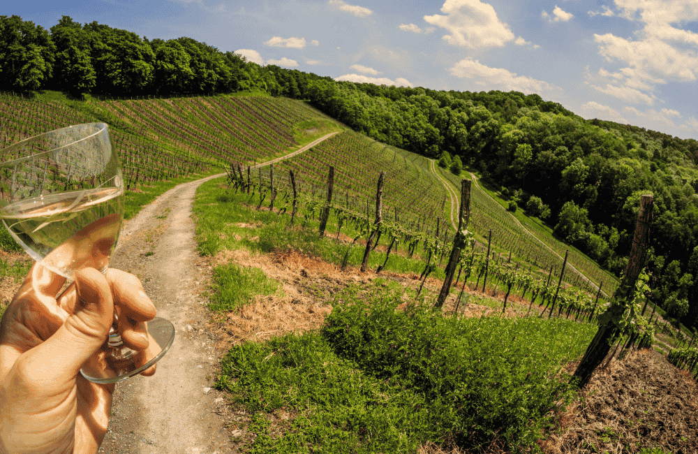 vista in vigna con bicchiere