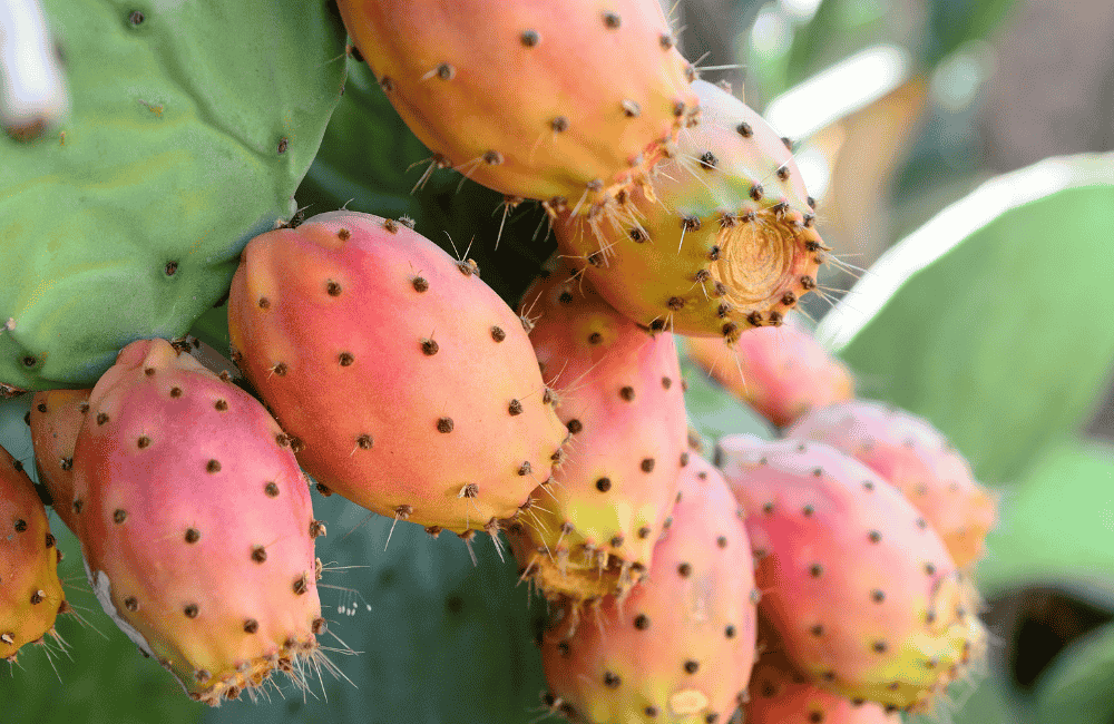Fichi d'india