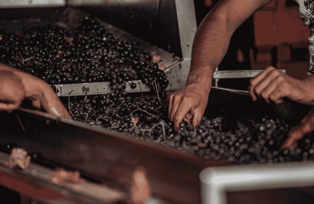 uva, vino, vendemmia, sagra uva vino