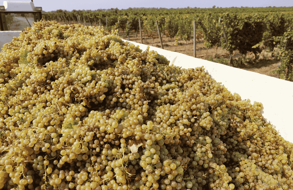 vendemmia, uva , vino, vigna