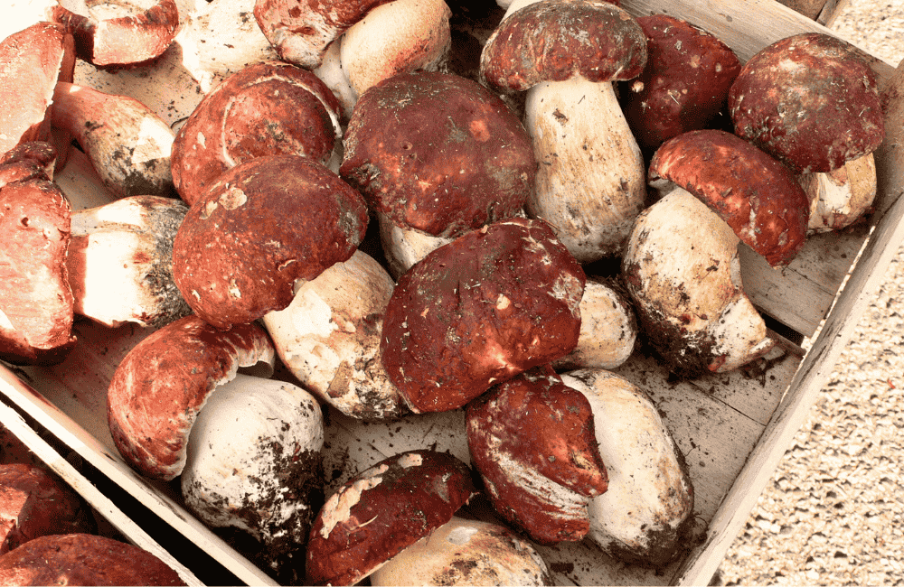 Sagra del Fungo Porcino e Fagioli