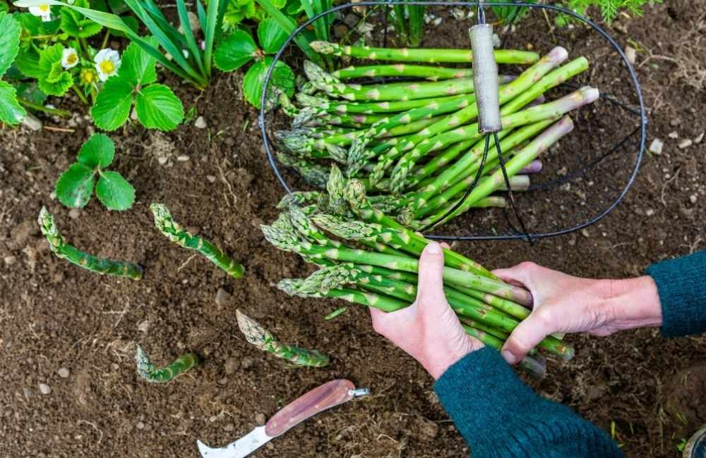 Festa degli asparagi
