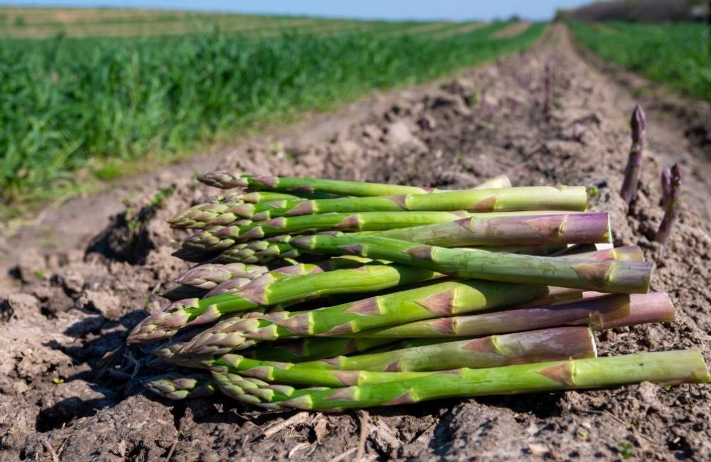 Festa degli asparagi