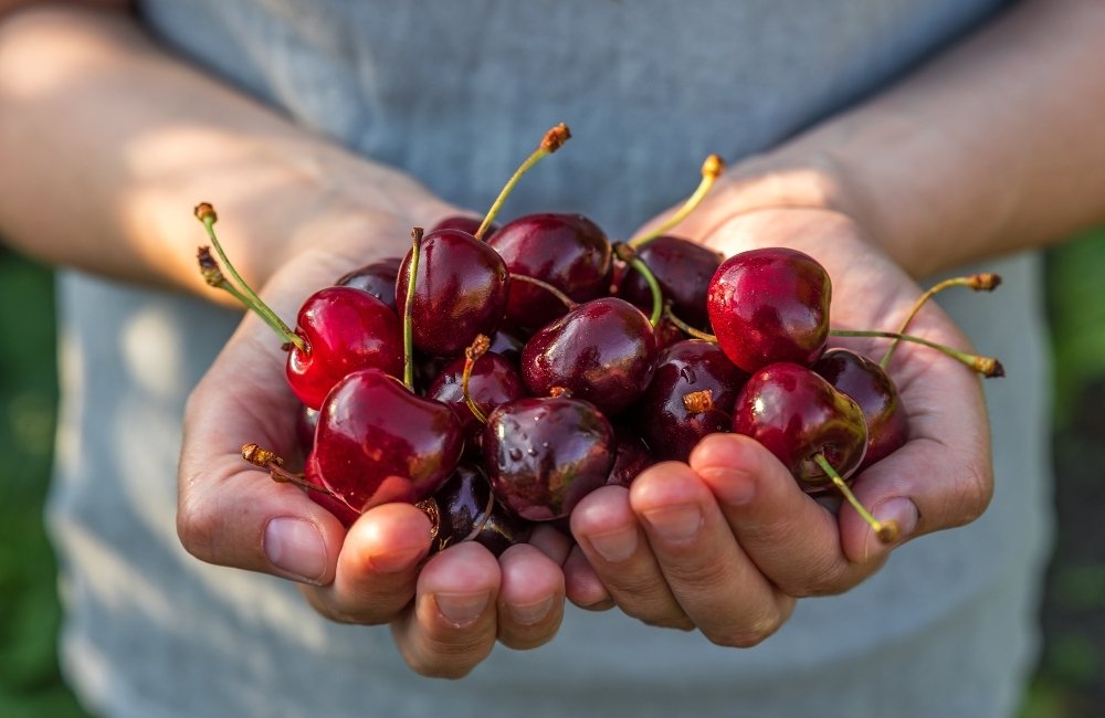 Festa della ciliegia Sandra