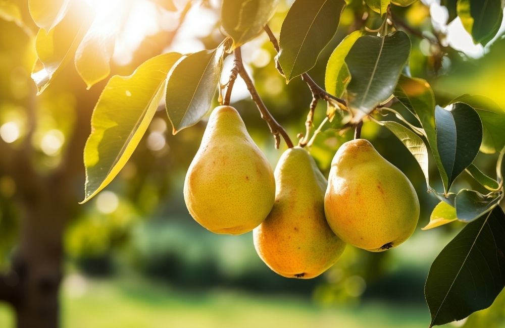 Sagre dai pirûs nelle notti d’estate