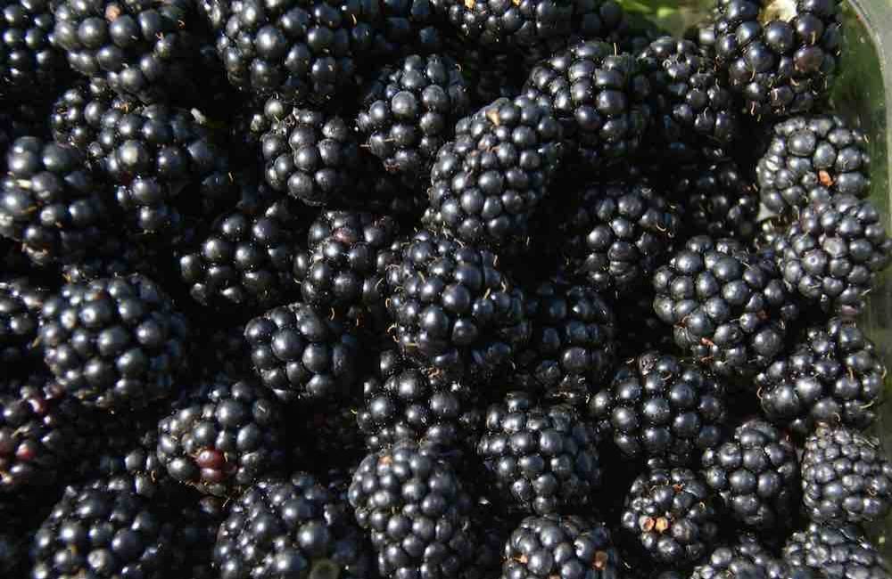 Festa della mora del bosco e dei suoi frutti