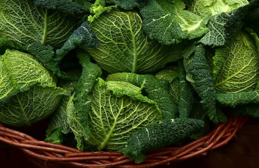 Fiera di Sant’Antonio Abate e la Festa della Verza