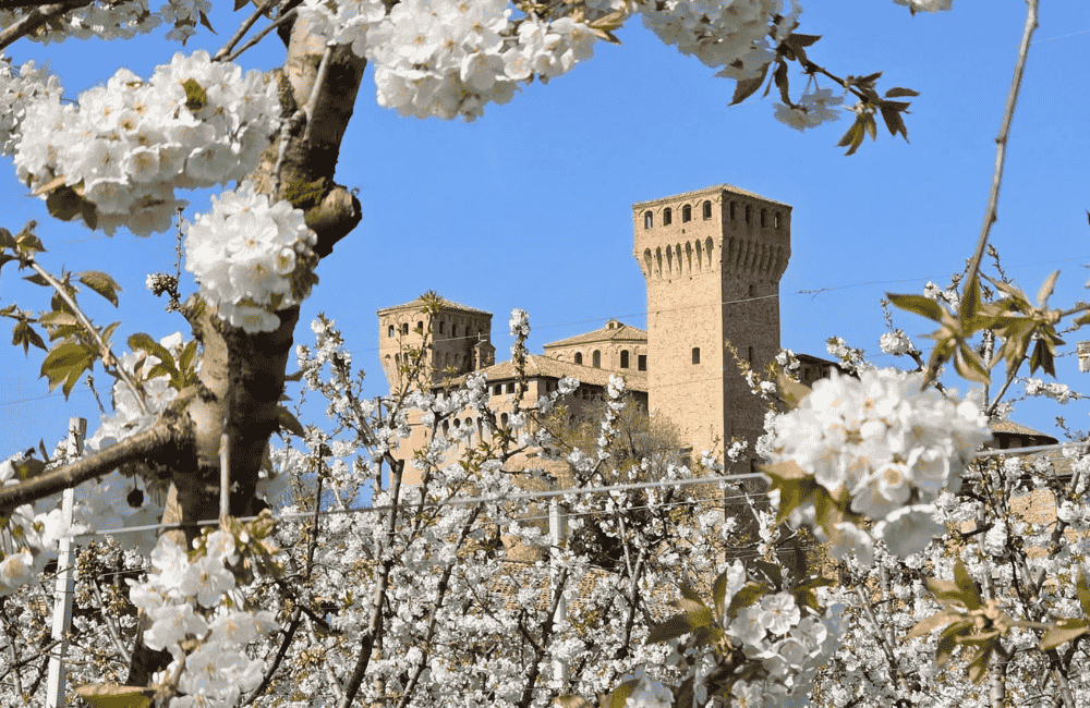 Festa dei Ciliegi in Fiore