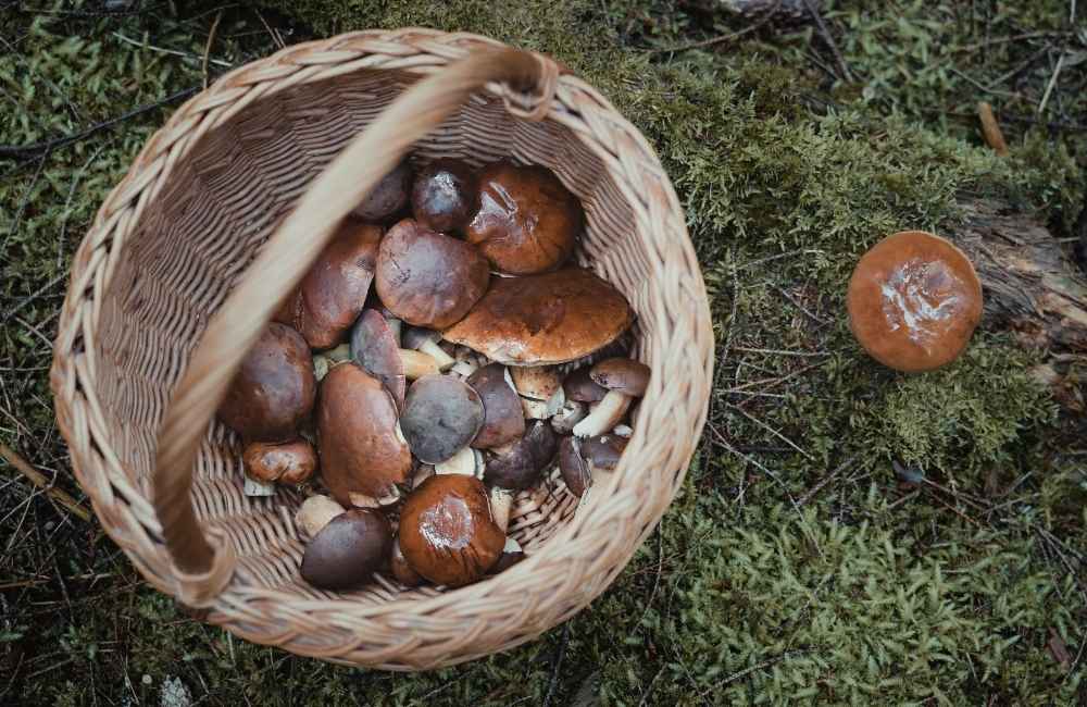 Fiera Regionale del Fungo Porcino
