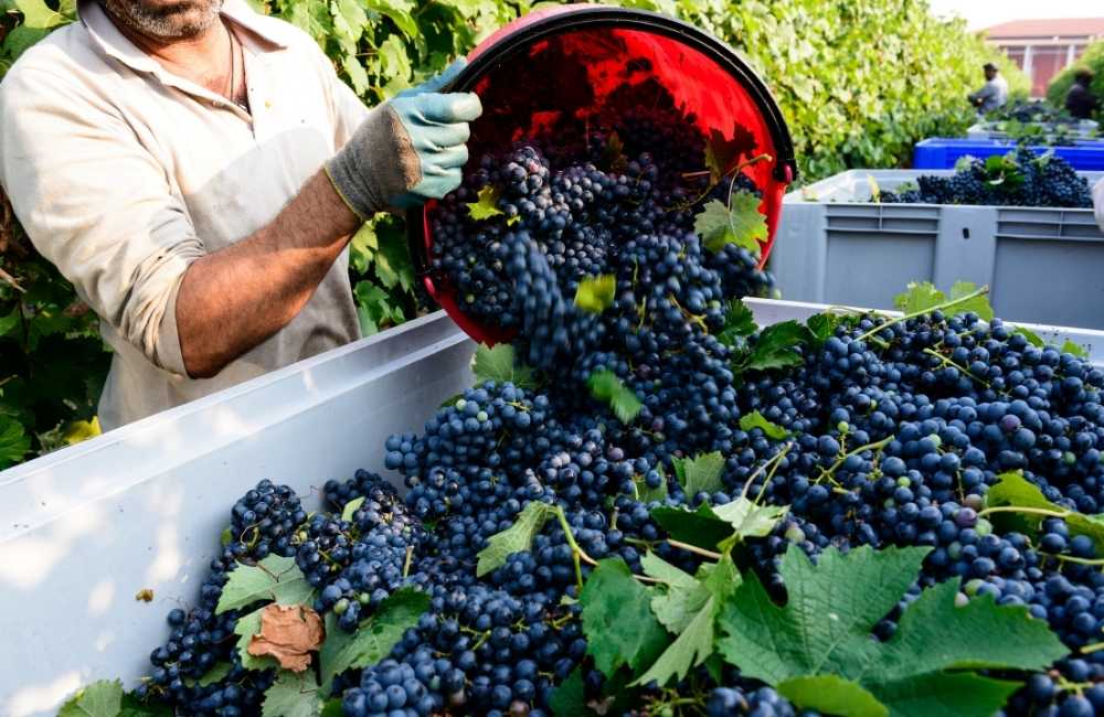Festa della Vendemmia