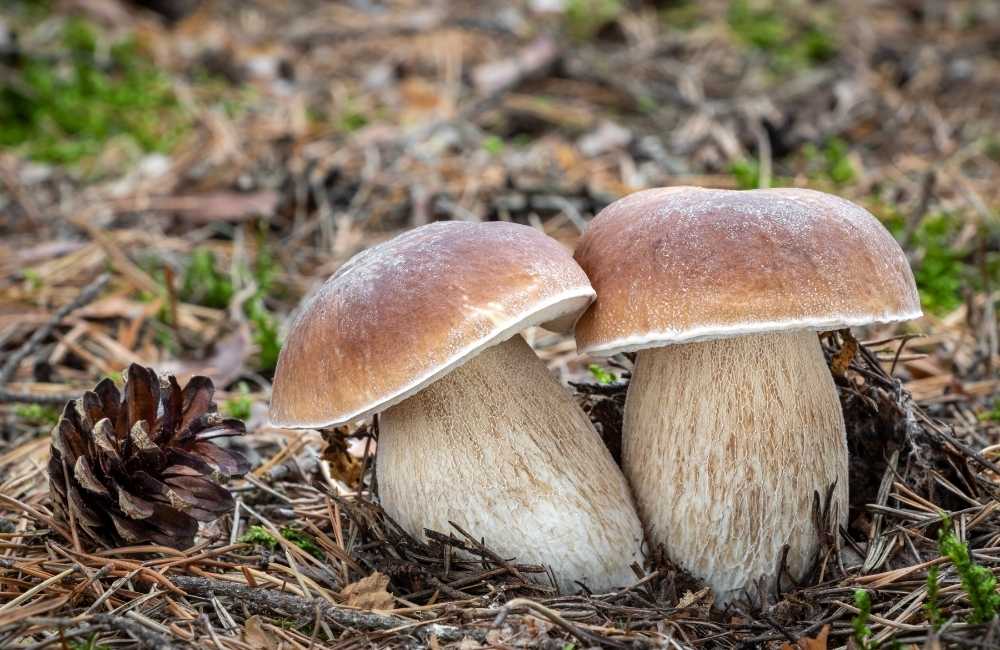 Fiera Regionale del Fungo Porcino