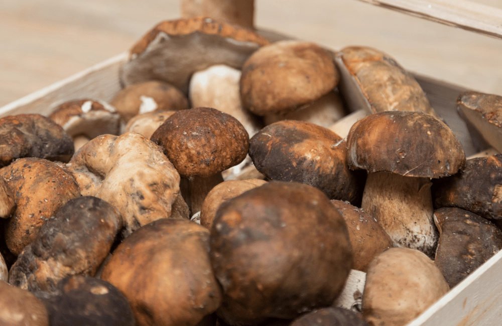 Festa del fungo porcino