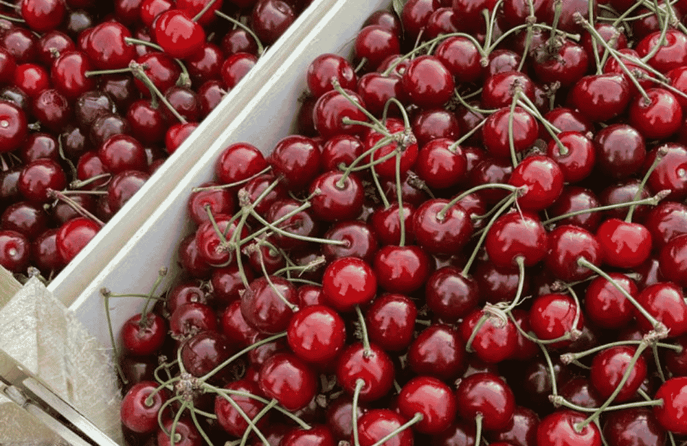 Festa della ciliegia