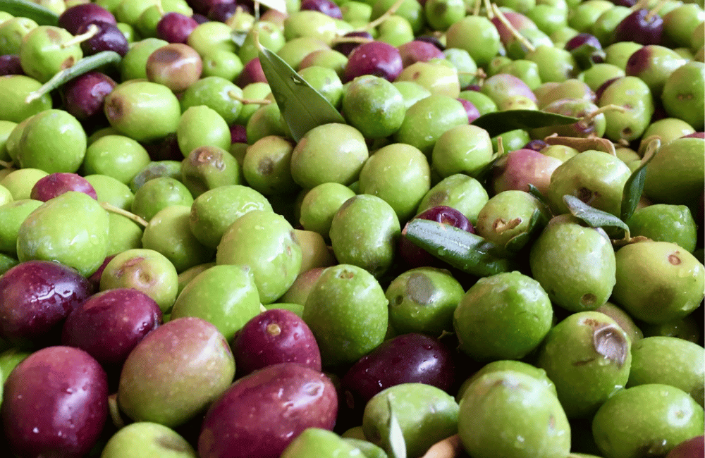 Sagra dell’oliva dolce matraia