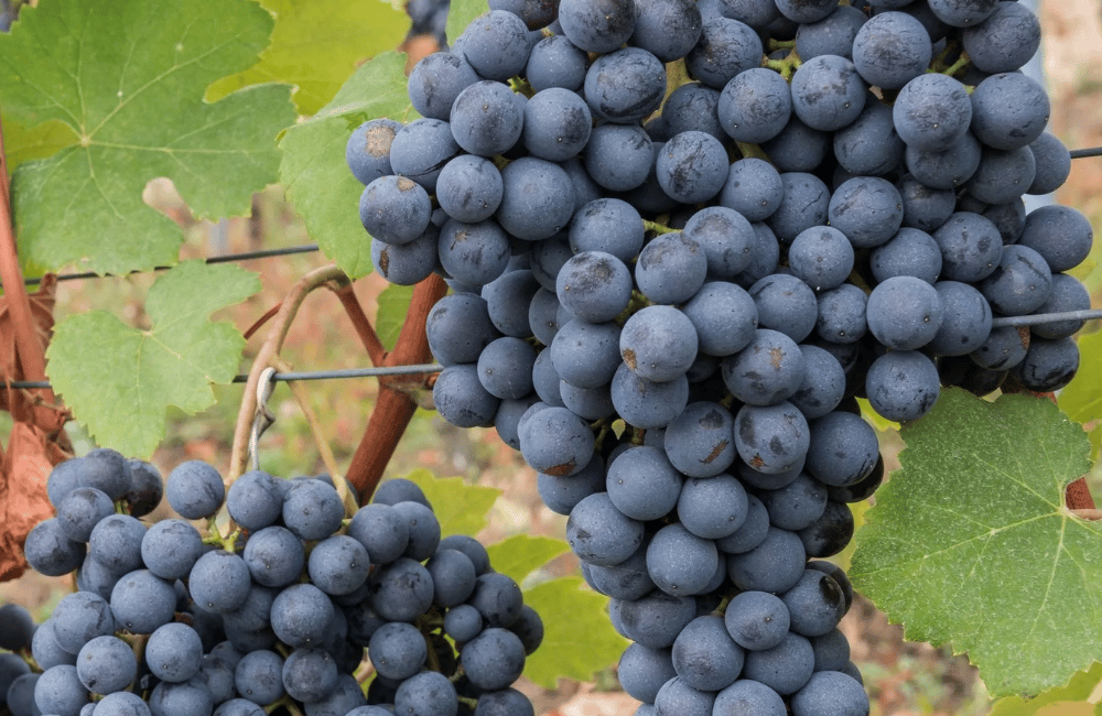Festa dell’uva