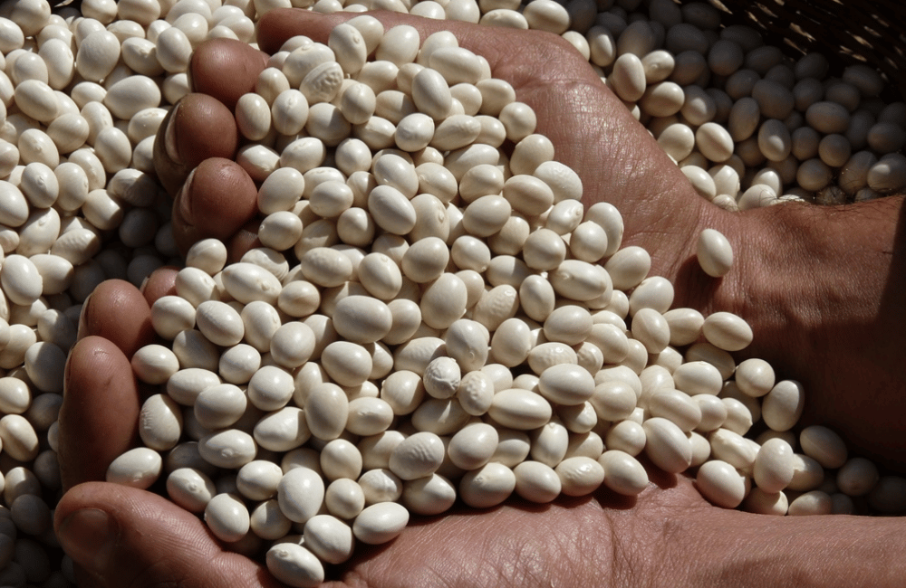 Sagra dei Fagioli di Conio