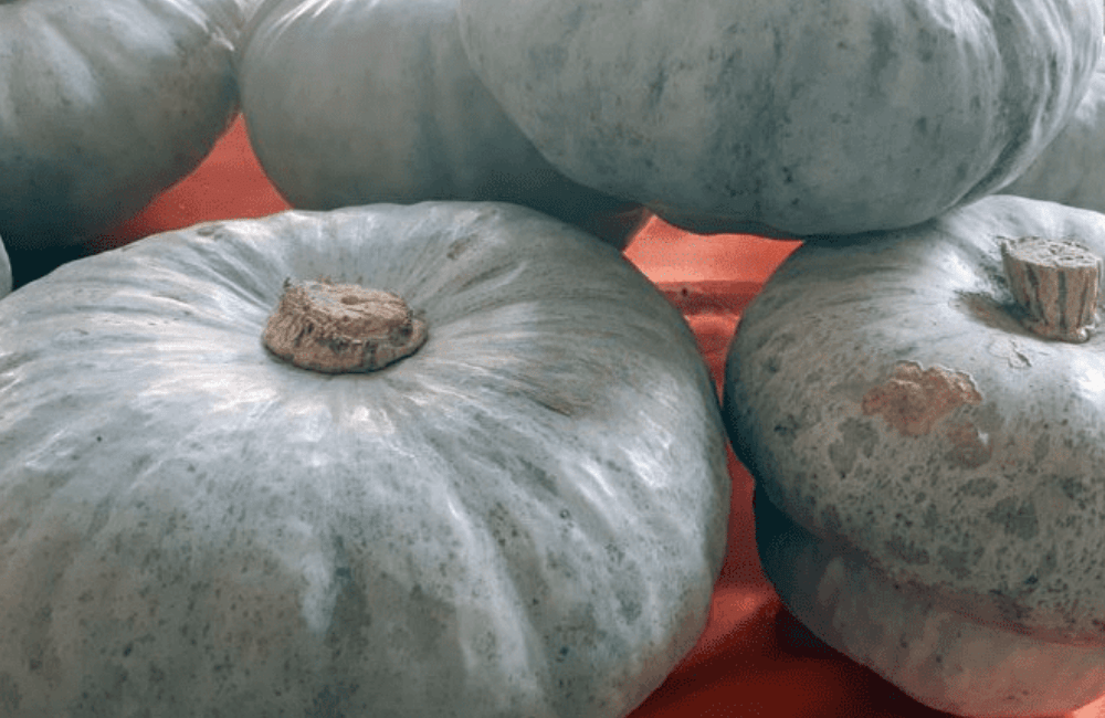 Rassegna gastronomica a base di zucca Berrettina