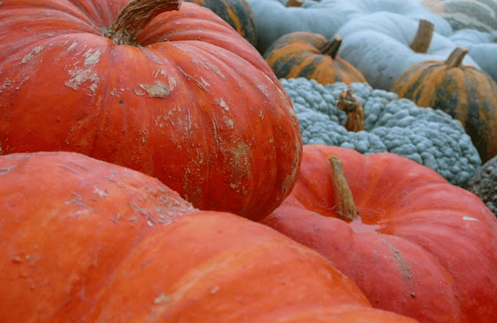 Fiera della zucca