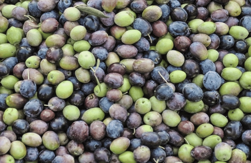 Sagra dell’oliva dolce di Bitetto