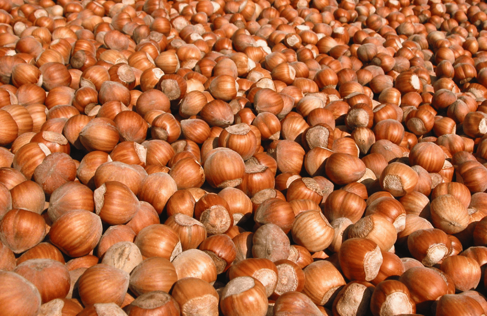 Festa della nocciola