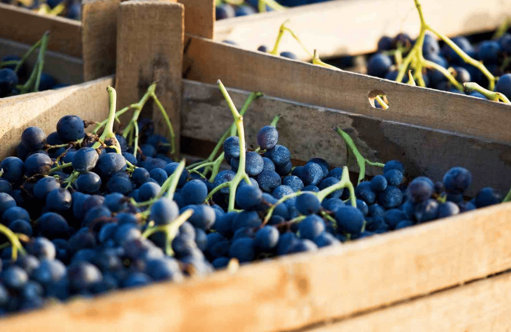 Festa della vendemmia